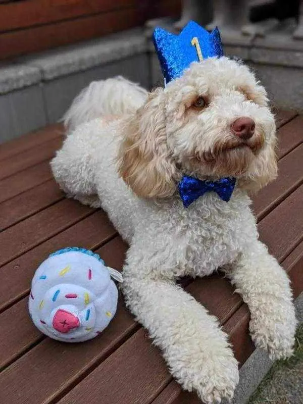 Dog Birthday Crown & Bow Tie Collar - Blue, Custom Age